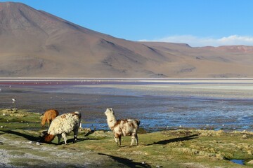 Natural landscape of Bolivia, featuring altiplano lagoon, lamas and flamingoes, volcanoes and Andean mountains, and clear blue skies in a stunning arid environment © Eléa Hottin
