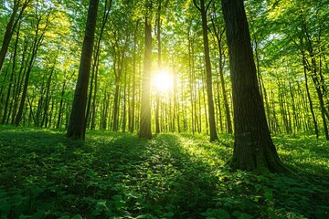 Fototapeta premium Sunlight filtering through lush green trees in a serene forest, creating a peaceful ambiance