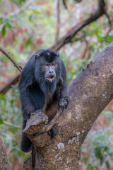 Howler Monkey in the Pantanal