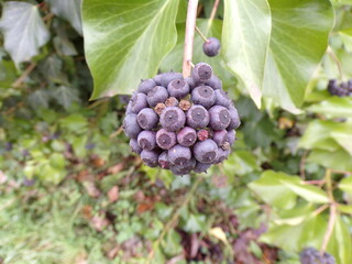 Eleutherococcus senticosus