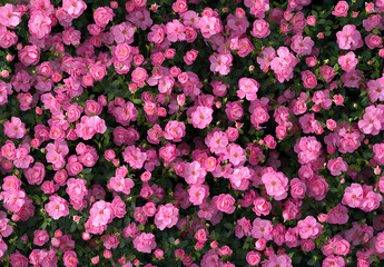A close up of pink flowers with a lot of them in the foreground