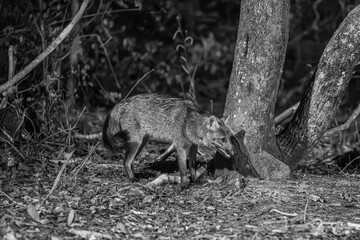 Crab=eating fox in the Pantanal