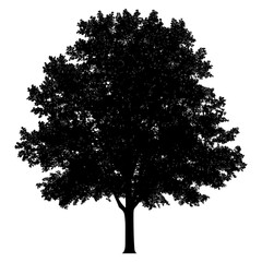 Maple tree outline silhouette white illustration vector
