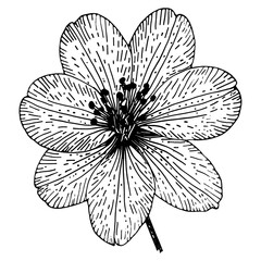 Fototapeta premium Alstroemeria flower illustration drawing sketch vector