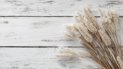 Dried Pampas Grass on White Wooden Background