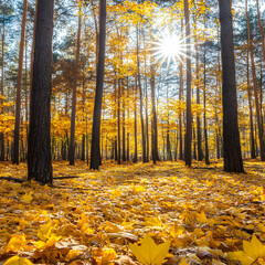 Sunny autumn forest path (1)