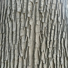 Obraz premium Tree bark texture, close-up detail, nature background, botanical study