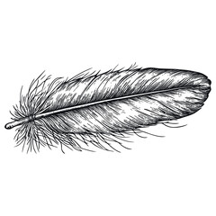 Obraz premium Feather art drawing sketch vector