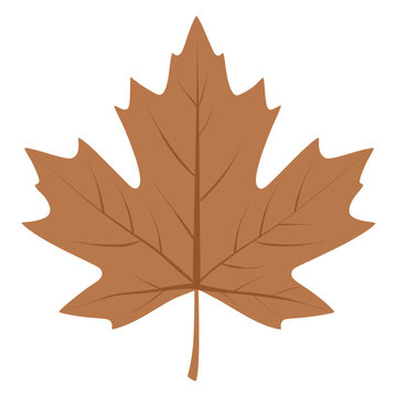Brown maple leaf illustration simple vector vector