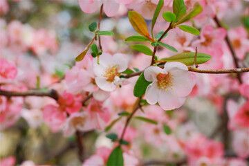 咲き始めた桜の花のクローズアップ