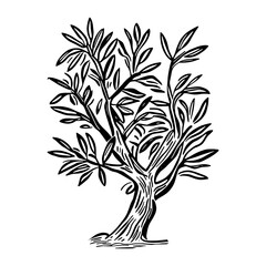 Olive tree drawing art white vector