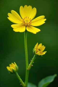 Wilted Isatis tinctoria flowers with yellow petals and green stems, macro, woad