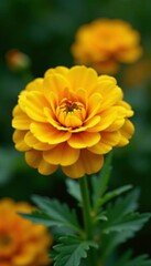 Yellow orange ranunculus with delicate details, textured, garden, delicate petals