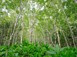 ダケカンバの森