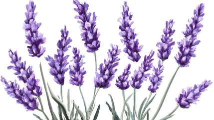 Lavender Blossoms: A cluster of delicate lavender flowers, vibrant purple hues,  displaying their elegant blooms in full detail.