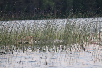 Sunsetting on a lake in northern Minnesota