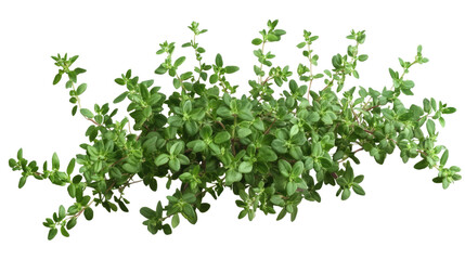Obraz premium Fresh Thyme Sprig: A lush sprig of thyme, its leaves vibrant green, ready to add a burst of flavor to any culinary creation. 