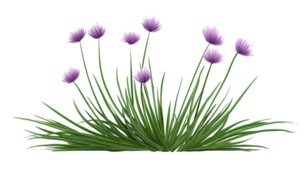 Chives in Bloom: A vibrant clump of chives in full bloom, showcasing their delicate purple flowers against a backdrop of lush green foliage, perfect for adding a touch of natural beauty to any design.