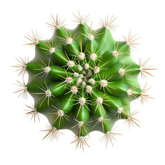 Fototapeta premium Lush green cactus with long spines, showcasing unique circular shape and vibrant texture. Perfect for adding touch of nature to any space