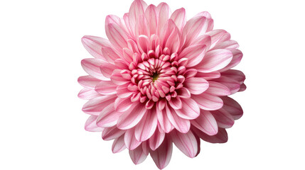 Fototapeta premium Pink Chrysanthemum Blossom: A close-up shot of a delicate pink chrysanthemum flower, showcasing its intricate petals and vibrant hue.