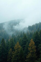 Misty grey fog rolls in over a forest landscape, overcast, fog