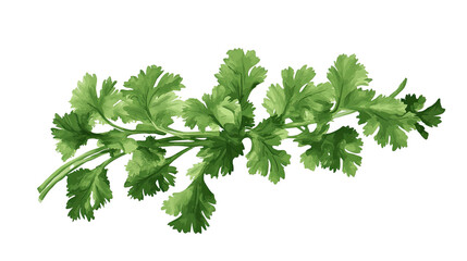 Fresh Cilantro Sprig: A vibrant sprig of cilantro, showcasing its lush, green leaves, perfect for culinary and health-related visuals.  