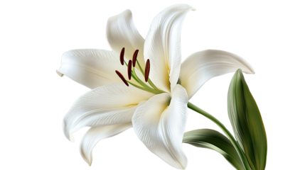 Pure White Lily: A solitary white lily, a symbol of purity and grace, blossoms with delicate petals and a subtle yellow hue at its center, showcasing the intricate details of nature's elegance. 