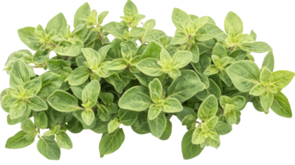 Fresh Oregano Sprigs: A close-up photo showcasing a vibrant bunch of fresh oregano sprigs, their green leaves  are arranged in a pleasing composition, capturing their rich aromatic essence. 
