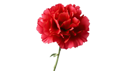 Crimson Carnation: A single, vibrant crimson carnation blossoms gracefully, its petals unfurling in a display of elegance and beauty, perfect for adding a touch of delicate charm to any design.
