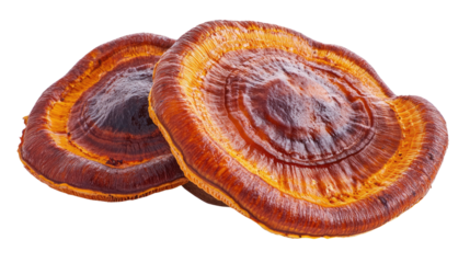 Lingzhi Mushrooms Close-up: Two richly-hued lingzhi mushrooms, displaying their intricate concentric rings and deep reddish-brown tones, are showcased in a detailed close-up.  