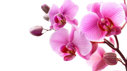Obraz premium Delicate Pink Orchid Bloom: A close-up of a vibrant pink orchid in full bloom, showcasing its intricate details and delicate petals against a soft, blurred background.