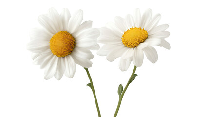 Naklejka premium Daisies Duet: Two pristine daisies, their white petals surrounding vibrant yellow centers, stand side-by-side in a captivating display of delicate beauty.