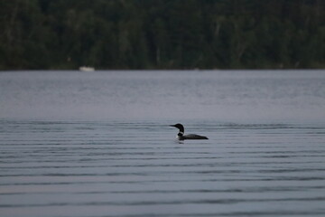 Adult Loon on a lake in northern Minnesota in the fall/autumn. 