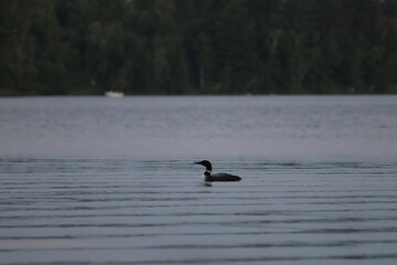 Fototapeta premium Adult Loon on a lake in northern Minnesota in the fall/autumn. 