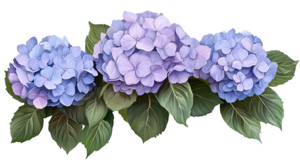Lavender Hydrangea Trio: Three lush hydrangea blooms in shades of lavender and light purple, arranged in a horizontal row, showcasing their delicate petals and vibrant green leaves.