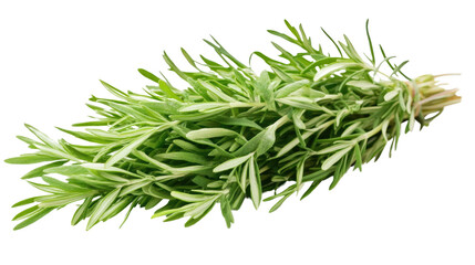 Fototapeta premium Rosemary Sprig: A close-up of a fresh, vibrant rosemary sprig, showcasing its fragrant, needle-like leaves.