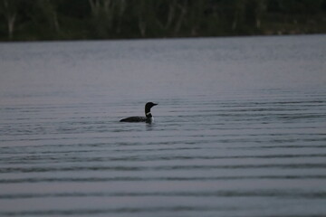 Adult Loon on a lake in northern Minnesota in the fall/autumn. 