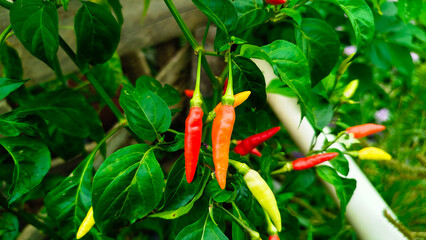 Cayenne pepper (Capsicum frutescens) or 