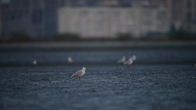 Slender-billed gulls Resting on a Coastal Surface at Dusk
