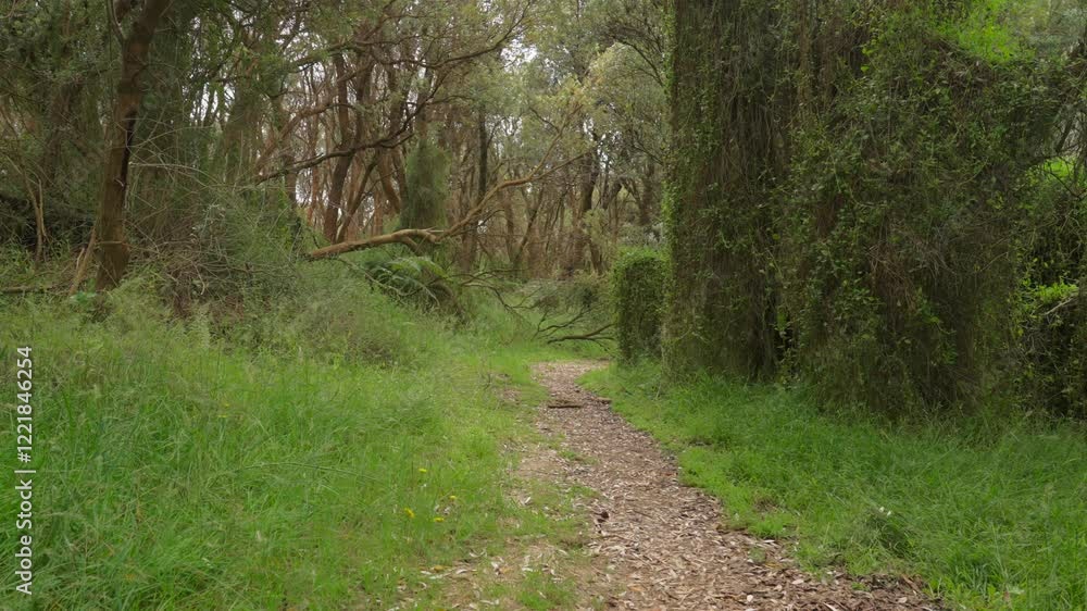 Poster a tranquil path winding through a lush forest, surrounded by trees and greenery, inviting exploratio