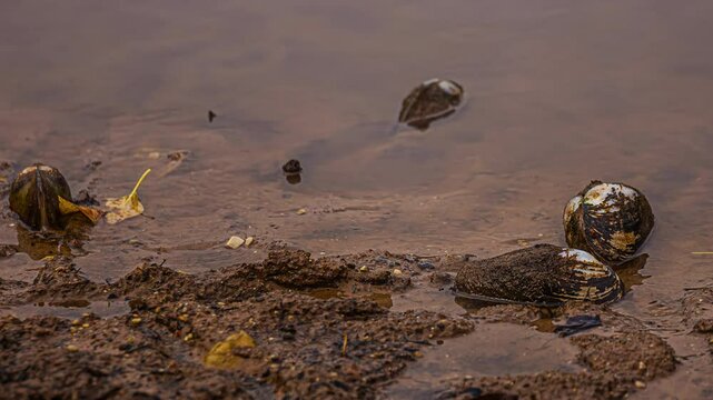 Natural Time lapse of Swan mussel in a water shore, Anodonta cygnea, closeup motion