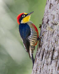 Melanerpes flavifrons