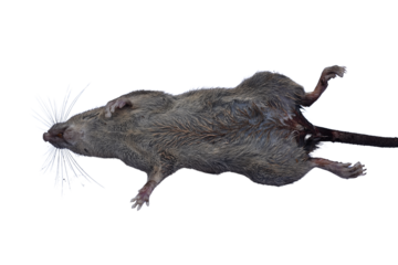 Dead rat (Rattus rattus) isolated on white background.