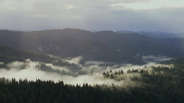 Whitehorn Northern California Oregon Washington Redwood National State Park Forest aerial drone PNW Pacific Northwest morning sun beam fog mist clouds Mendocino Lost Coast USAL beach parallax forward
