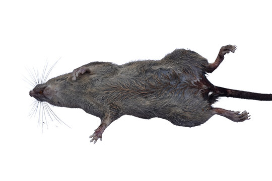 Dead rat (Rattus rattus) isolated on white background.