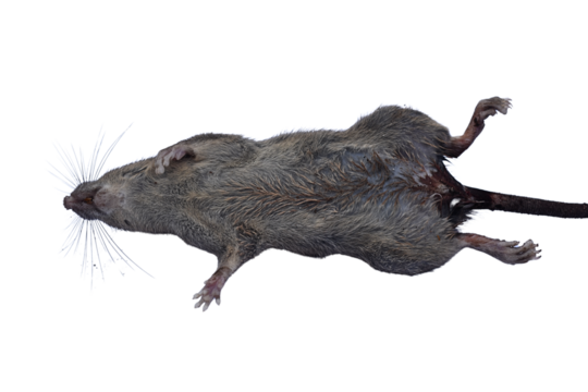 Dead rat (Rattus rattus) isolated on white background.
