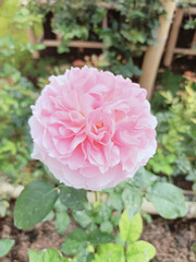 Obraz premium pink roses bloom with blush in the garden