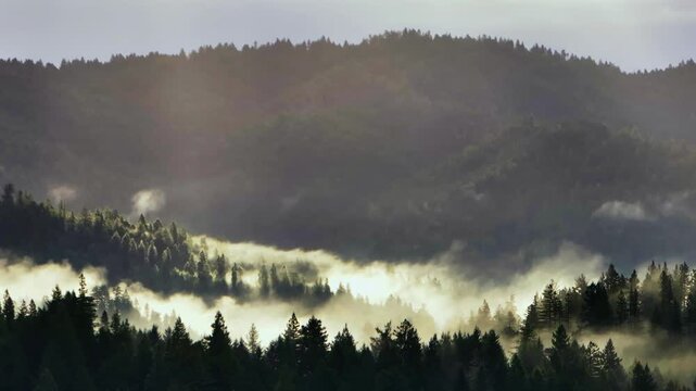 PNW Pacific Northwest Northern Whitehorn California Oregon Washington Redwood National State Park Forest aerial drone morning sun fog mist clouds Mendocino Lost Coast Trail USAL beach parallax right
