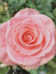 pink roses bloom with blush in the garden