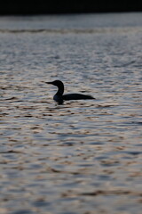 Naklejka premium Adult Loon on a lake in northern Minnesota in the fall/autumn. 